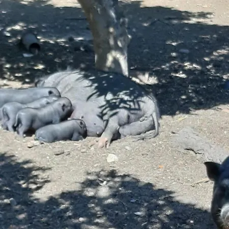 Dom wakacyjny Quinta - Pera *