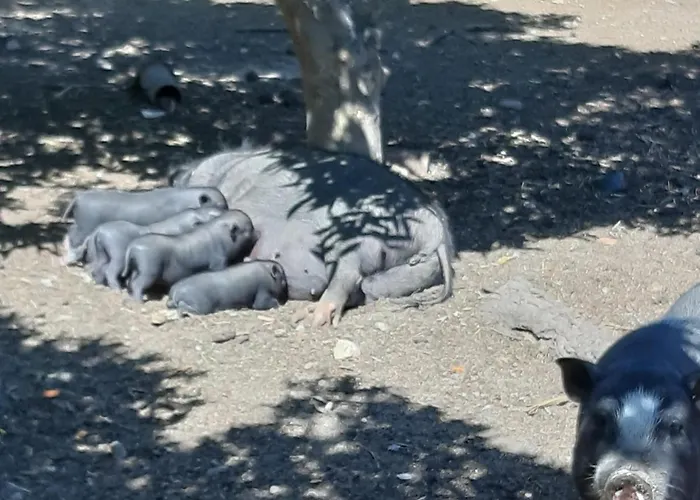 別荘 Quinta - Pera *