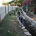 Quinta - Pera