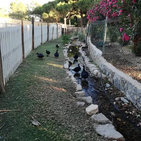Quinta - Pera